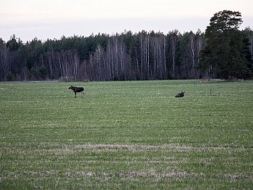 Djur och natur