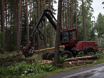 Skogen bakom vårt hus